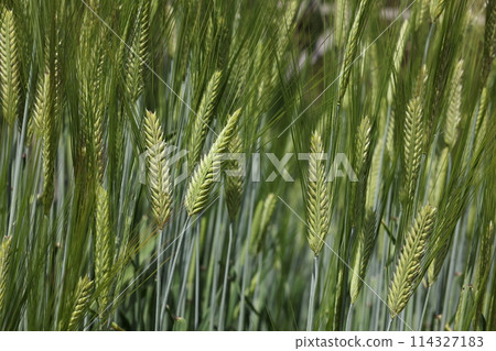 Natural Plants Barley, two-rowed barley. An essential crop for alcohol lovers, it is the raw material for beer and shochu. 114327183