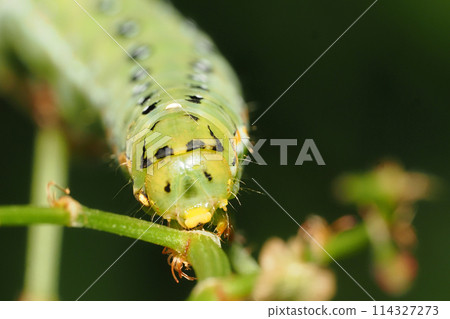 Caterpillar larvae Caterpillar larvae 114327273