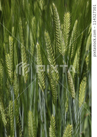 Natural Plants Barley, two-rowed barley. It was brought from Europe during the Meiji period for brewing beer. Natural Plants Barley, two-rowed barley. It was brought from Europe during the Meiji period for brewing beer. 114327301