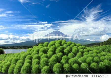 從河口湖大石公園看到的夏季富士與地膚W富士 從河口湖大石公園看到的夏季富士與地膚W富士 114327308