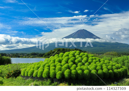 從河口湖大石公園看到的夏季富士與地膚W富士 114327309