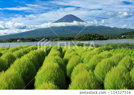 Double Fuji with Summer Fuji and Kochia as seen from Oishi Park, Lake Kawaguchi Double Fuji with Summer Fuji and Kochia as seen from Oishi Park, Lake Kawaguchi 114327316