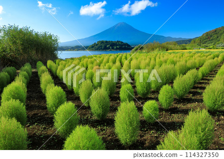 河口湖大石公園的地膚與夏季富士 河口湖大石公園的地膚與夏季富士 114327350