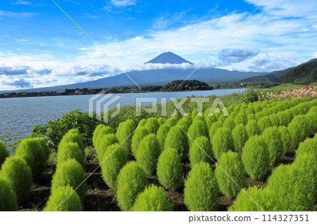 Kochia and summer Fuji at Oishi Park, Lake Kawaguchi 114327351