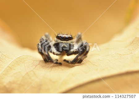 Close-up of cute jumping spider on yellow dead leaf Close-up of cute jumping spider on yellow dead leaf 114327507