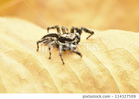 Close-up of cute jumping spider on yellow dead leaf Close-up of cute jumping spider on yellow dead leaf 114327509