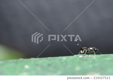 Macro photography of lively spider Macro photography of lively spider 114327521