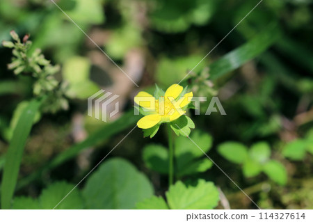Yellow wild snake strawberry flower (using macro lens, outdoor natural light, close-up photo) 114327614