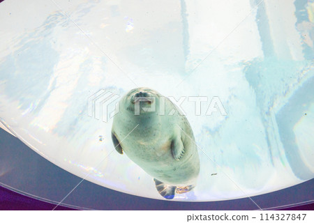 印章看這裡 印章看這裡 114327847