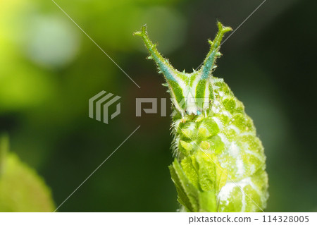 Larva of the red beetle 114328005