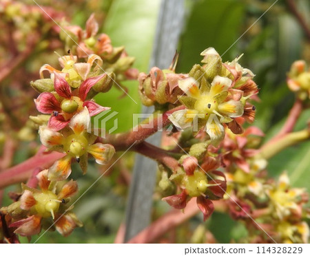 芒果花盛開 114328229