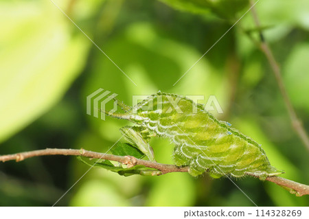 紅甲蟲的幼蟲 114328269