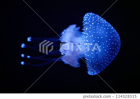 Tropical Jellyfish Phyllorhiza punctata white-spotted jellyfish underwater Tropical Jellyfish Phyllorhiza punctata white-spotted jellyfish underwater 114328315
