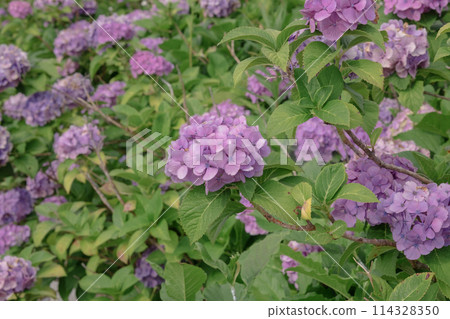 Hydrangea blooming in the rainy season 114328350