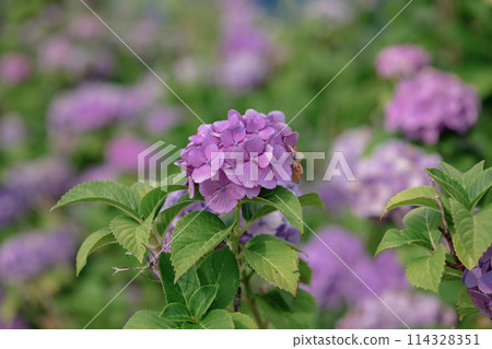 Hydrangea blooming in the rainy season Hydrangea blooming in the rainy season 114328351