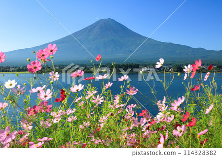 Mount Fuji as seen from the shores of Lake Kawaguchiko, where autumn cherry blossoms bloom, Kawaguchiko Town, Yamanashi Prefecture 114328382