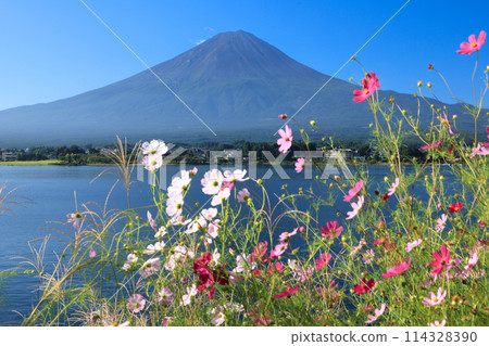 Mount Fuji as seen from the shores of Lake Kawaguchiko, where autumn cherry blossoms bloom, Kawaguchiko Town, Yamanashi Prefecture Mount Fuji as seen from the shores of Lake Kawaguchiko, where autumn cherry blossoms bloom, Kawaguchiko Town, Yamanashi Prefecture 114328390