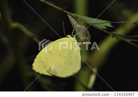 Broad-brimmed Yellow Pieris butterfly perched on green leaf close-up 114328487