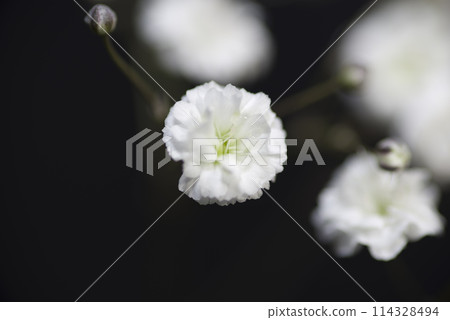 It is a close-up photograph of a white gypsophila flower. The scientific name is Gypsophila elegans. 114328494
