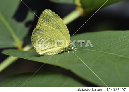 Broad-brimmed Yellow Pieris butterfly perched on green leaf close-up Broad-brimmed Yellow Pieris butterfly perched on green leaf close-up 114328497