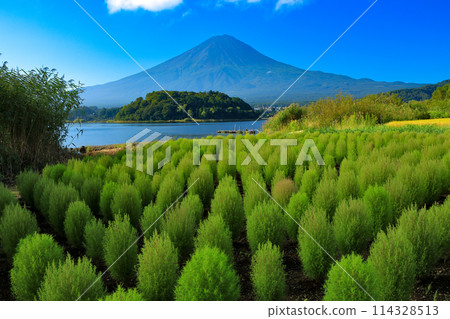 Double Fuji with Summer Fuji and Kochia as seen from Oishi Park, Lake Kawaguchi 114328513