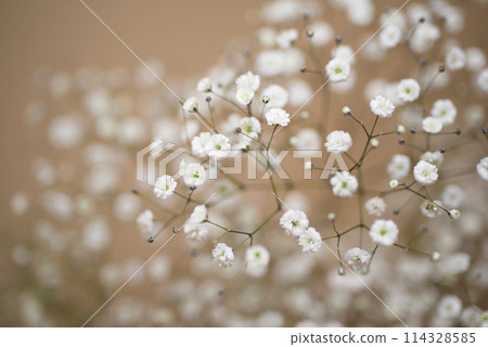 白色的滿天星花正在盛開。 白色的滿天星花正在盛開。 114328585