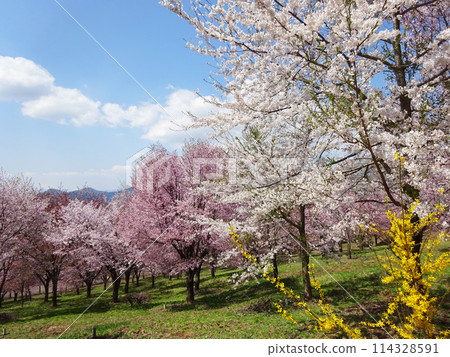 春天的風景 114328591