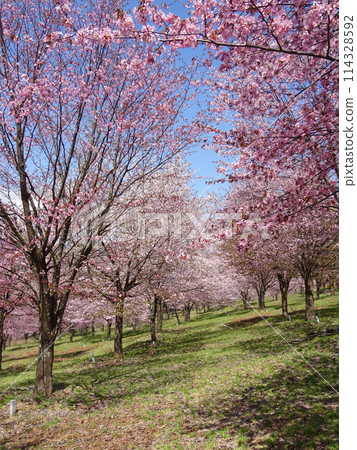 櫻花盛開的公園 114328592