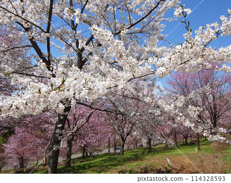 Landscape with a cherry blossom in full bloom 114328593
