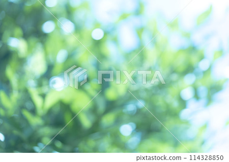 Fresh green bokeh balls, background material 114328850