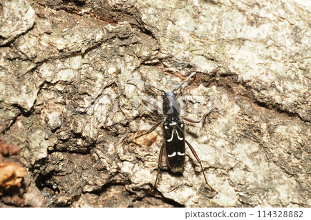 Birch tiger kamikiri 114328882