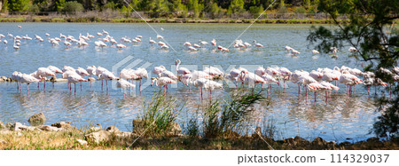 Greater flamingos gathered on the shore of lake during daytime 114329037