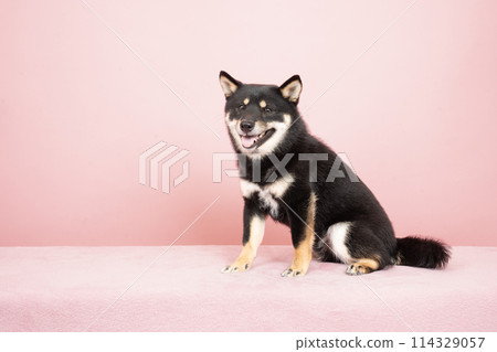 Pink back and smiling black Shiba Inu Kotaro Pink back and smiling black Shiba Inu Kotaro 114329057