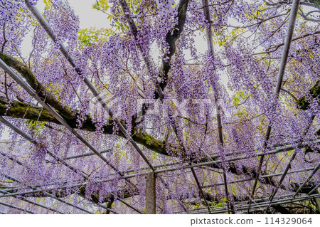 紫藤花的景觀 114329064