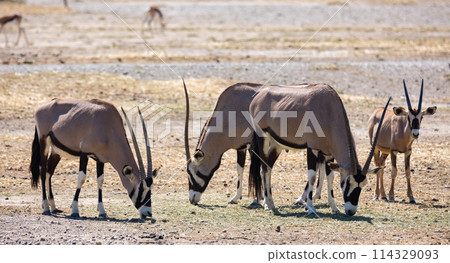 Herd of South African oryxes eating grass in arid pasture Herd of South African oryxes eating grass in arid pasture 114329093