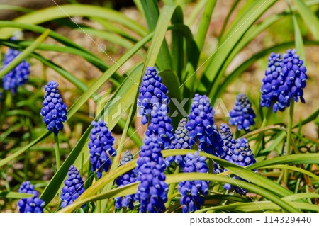 球根植物毒蠅傘科的藍紫色花朵 114329440