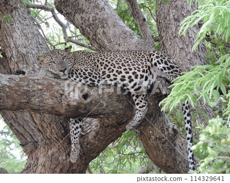 Leopard Leopard 114329641
