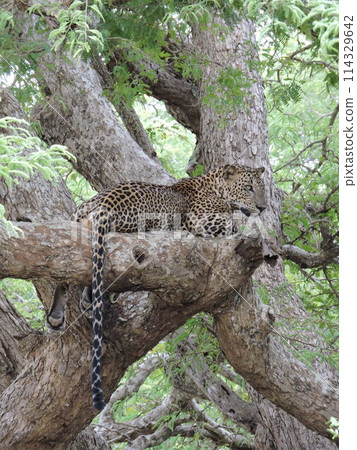 Leopard Leopard 114329642