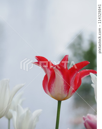 Red and white tulips 114329841