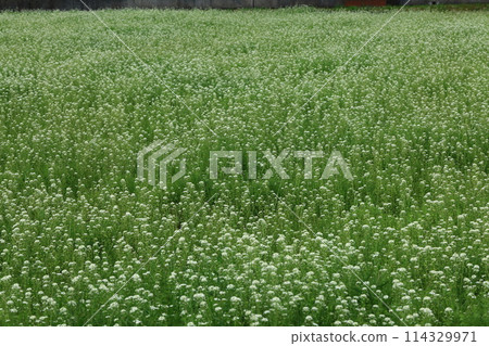 Pen penguin grass on one side 114329971