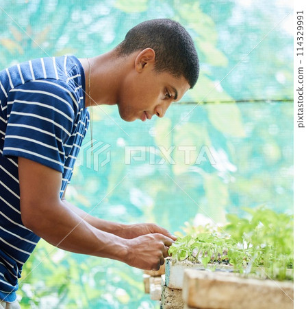 Sustainability, plant and man in garden for leaf, growth or soil, compost or fertilizer inspection. Nature, greenhouse or gardener with sand box seed for agriculture, farming or earth day activism 114329991