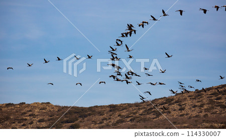 Flock of cranes returning to Gallocanta Lake 114330007