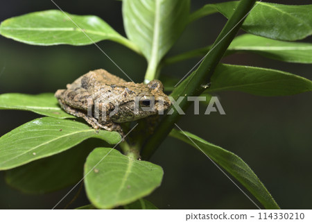一隻台灣特有種面天樹蛙棲息在樹上特寫 一隻台灣特有種面天樹蛙棲息在樹上特寫 114330210