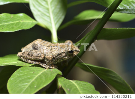一隻台灣特有種面天樹蛙棲息在樹上特寫 一隻台灣特有種面天樹蛙棲息在樹上特寫 114330211