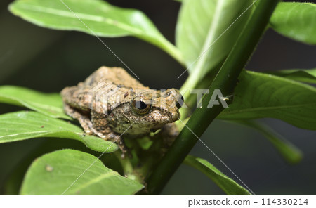 A close-up of a Taiwanese endemic tree frog perched on a tree 114330214