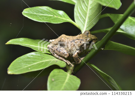 A close-up of a Taiwanese endemic tree frog perched on a tree 114330215