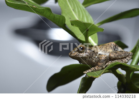 一隻台灣特有種面天樹蛙棲息在樹上特寫 114330218