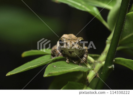 一隻台灣特有種面天樹蛙棲息在樹上特寫 一隻台灣特有種面天樹蛙棲息在樹上特寫 114330222