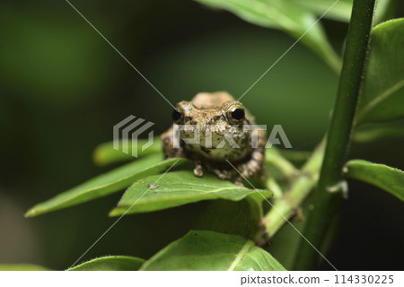 一隻台灣特有種面天樹蛙棲息在樹上特寫 114330225