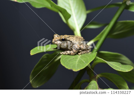 一隻台灣特有種面天樹蛙棲息在樹上特寫 114330227